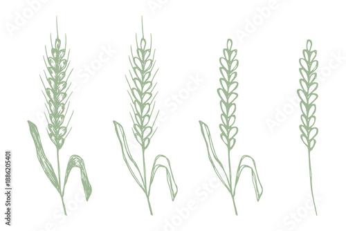 Set of hand drawn cereal wheat oat rye barley rice ears spikelet clipart Organic wheat bread agriculture farming harvest healthy food Single element for design print packaging label decor