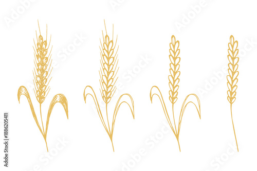 Set of hand drawn cereal wheat oat rye barley rice ears spikelet clipart Organic wheat bread agriculture farming harvest healthy food Single element for design print packaging label decor