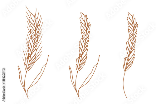 Set of hand drawn cereal wheat oat rye barley rice ears spikelet clipart Organic wheat bread agriculture farming harvest healthy food Single element for design print packaging label decor