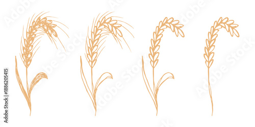 Set of hand drawn cereal wheat oat rye barley rice ears spikelet clipart Organic wheat bread agriculture farming harvest healthy food Single element for design print packaging label decor