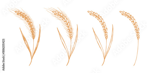 Set of hand drawn cereal wheat oat rye barley rice ears spikelet clipart Organic wheat bread agriculture farming harvest healthy food Single element for design print packaging label decor