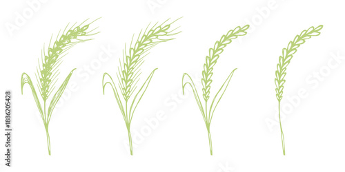 Set of hand drawn cereal wheat oat rye barley rice ears spikelet clipart Organic wheat bread agriculture farming harvest healthy food Single element for design print packaging label decor
