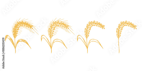 Set of hand drawn cereal wheat oat rye barley rice ears spikelet clipart Organic wheat bread agriculture farming harvest healthy food Single element for design print packaging label decor