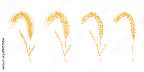 Set of hand drawn cereal wheat oat rye barley rice ears spikelet clipart Organic wheat bread agriculture farming harvest healthy food Single element for design print packaging label decor