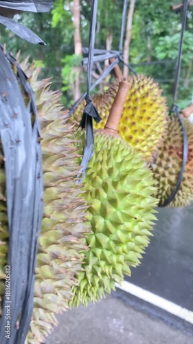 Ripe durian fruit hangs in a row at a roadside stall
