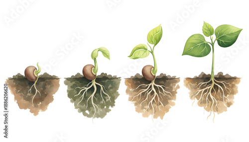 Watercolor illustration of plant growth from seed to sprout, showing roots and green leaves, representing natural life cycle and botanical development
