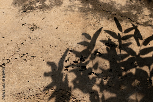 Leaf shadows cast on a rough concrete floor under bright sunlight, creating a beautiful and minimalist abstract background texture and mood