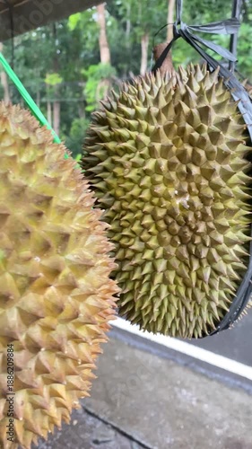 Ripe durian fruit hangs in a row at a roadside stall