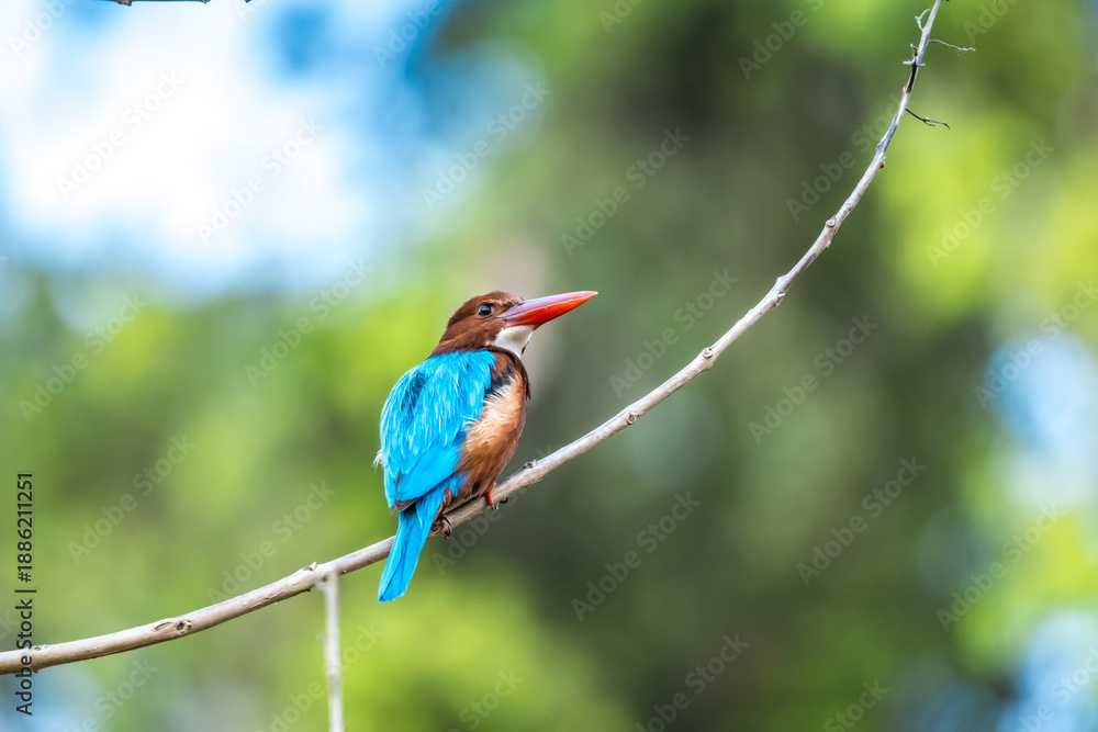 Fototapeta premium A beautiful White-throated Kingfisher perched on a dry branch. A Kingfisher waiting patiently for its next catch in the soft evening light.