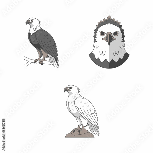 Harpy Eagle Vector Illustration Graphic Art