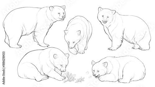 リアルなクマの線画、塗り絵、