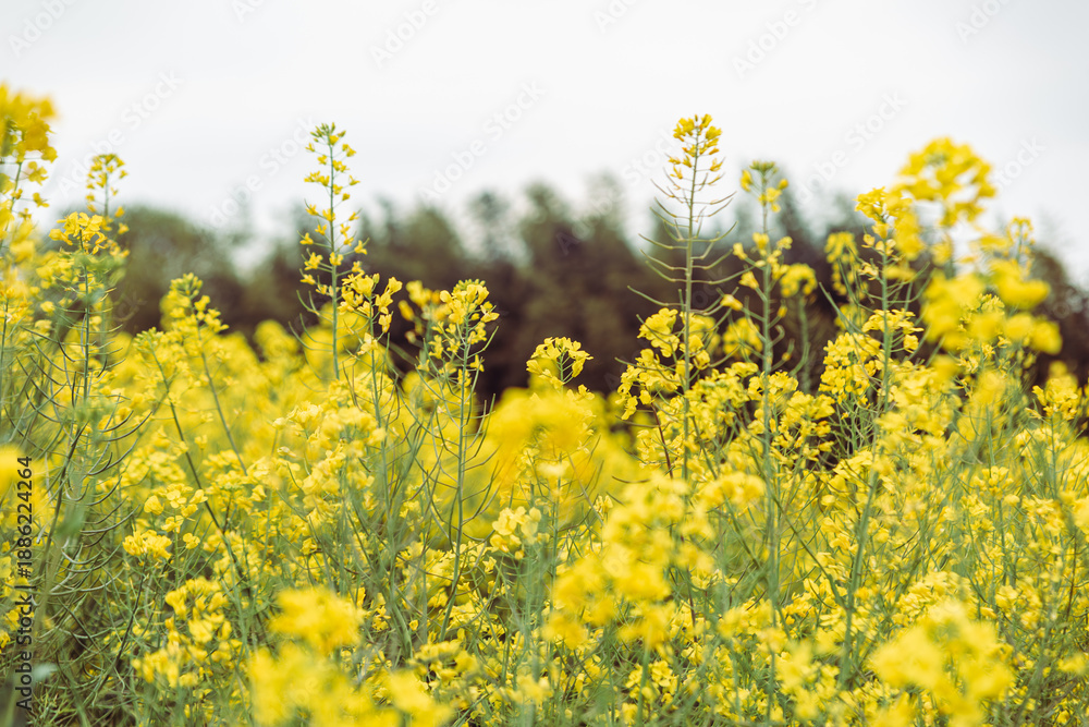 Fototapeta premium 草原の菜の花