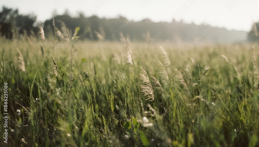 Fototapeta premium Golden field of tall grass illuminated by soft sunlight. Distant trees blur in background
