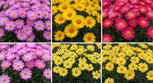 A vibrant collage of colorful daisy flowers in full bloom, showcasing natures beauty.