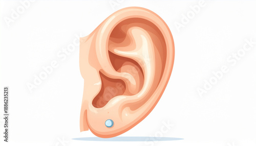 Ear Anatomy Medical Vector Simplified Cross Section Diagram