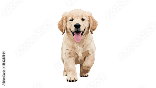Golden Retriever Puppy Walking Isolated on White