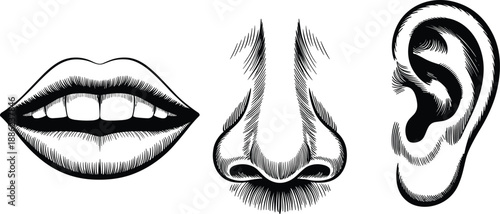 Black and white anatomical illustrations of lips, nose, and ear with detailed shading, ideal for artistic reference, education, or medical design use.