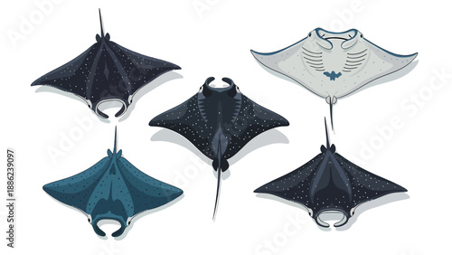 Five Stylized Stingrays Illustration