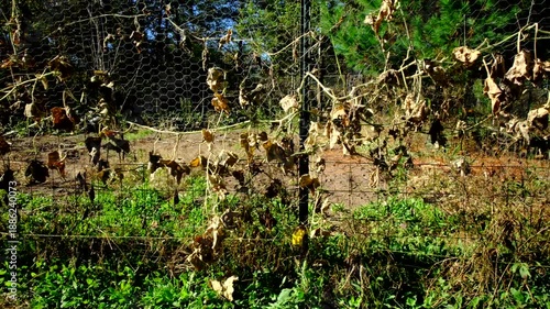 Moving camera right to left showing withered or dry out cucumber vines tangled to garden fence after first frost killed plants