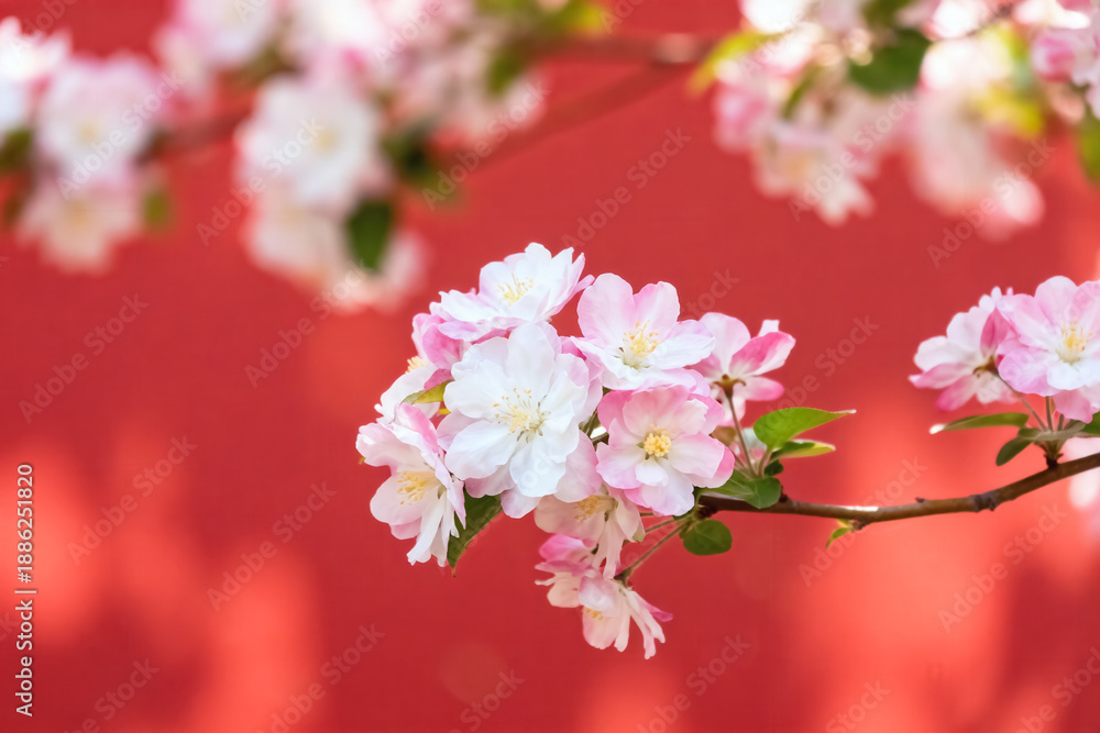 Fototapeta premium Pink Blossoms on Branch Against Red Background