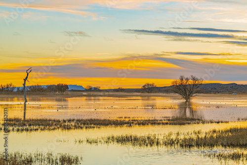 Fotografía Golden sunset reflecting over wetlands at Bosque del Apache National Wildlife Refuge in New Mexico, with calm water, silhouettes of trees, and layered clouds in the evening sky