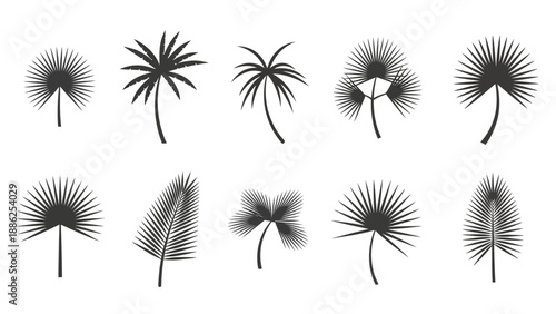 Black and White Dandelion Seeds Illustration Set.