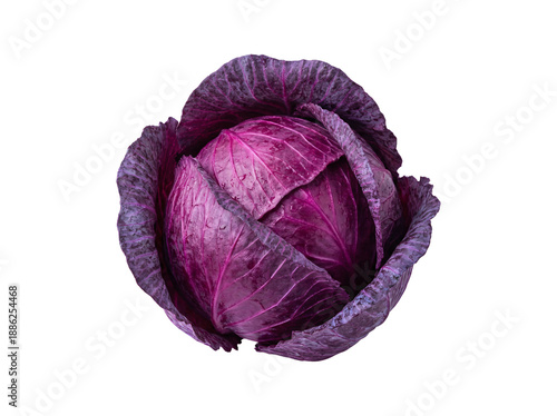 Fresh raw organic red purple cabbage head isolated on white background as a healthy vegetarian food ingredient for fresh salad nutrition