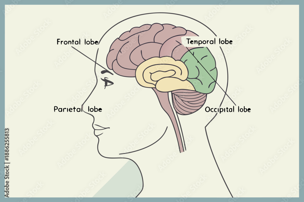 Obraz premium human brain anatomy