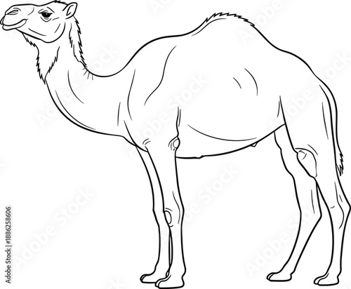 A camel standing in a simple outline style illustration viewed from the side