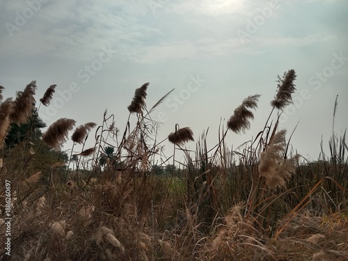 Phragmites australis flower head also known as common reed showing feathery brown inflorescence forming natural reed grass head pattern growing in wetland and riverbank habitat