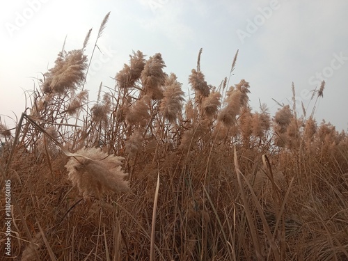 Phragmites australis flower head also known as common reed showing feathery brown inflorescence forming natural reed grass head pattern growing in wetland and riverbank habitat