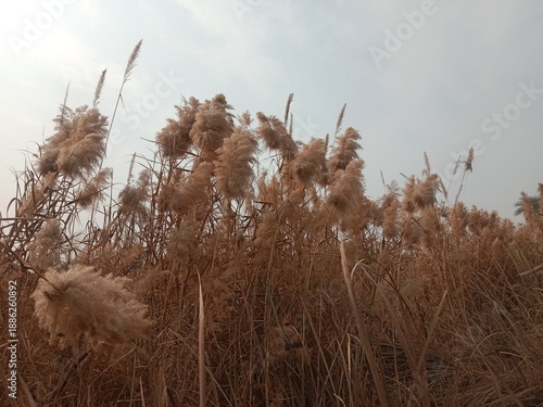 Phragmites australis flower head also known as common reed showing feathery brown inflorescence forming natural reed grass head pattern growing in wetland and riverbank habitat