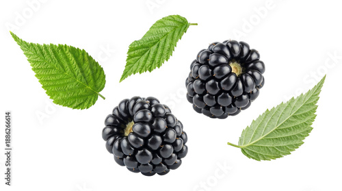 two ripe blackberries and two vibrant green leaves are artfully arranged against a dark, isolated background, symbolizing freshness and nature.
