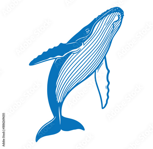 blue whale swimming in ocean water  large marine mammal with stripes