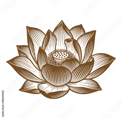Brown and white illustration of a lotus flower with detailed petals and stamens