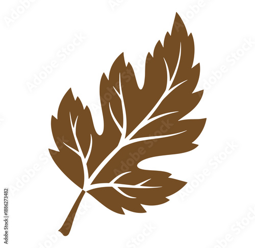 Brown leaf with pointed lobes and veins on stem  isolated on white background