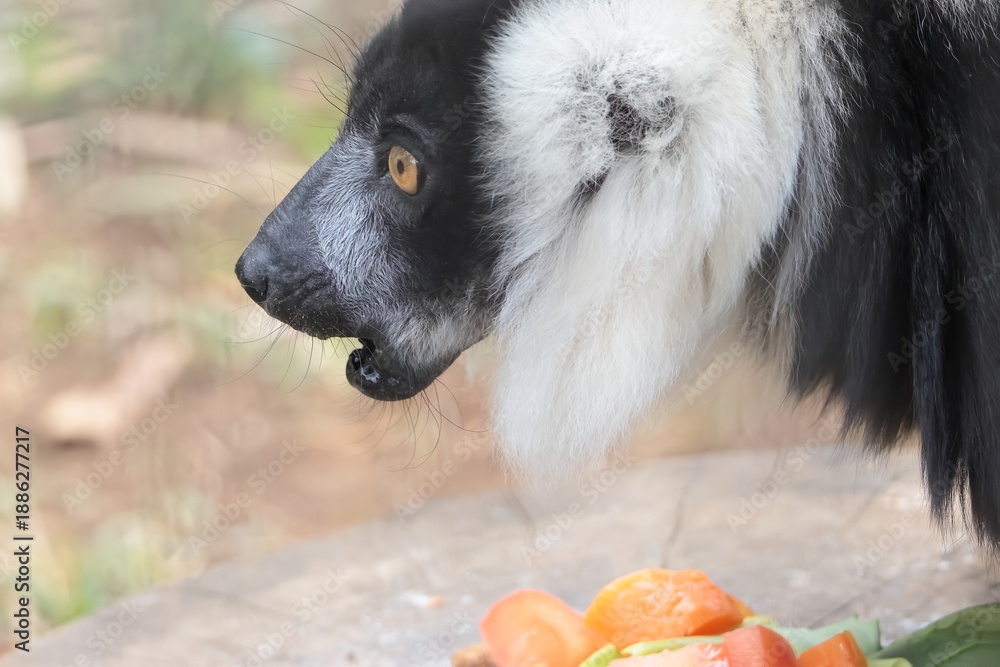 Fototapeta premium エリマキキツネザル