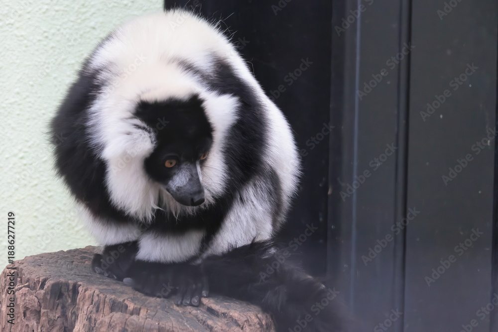 Fototapeta premium エリマキキツネザル