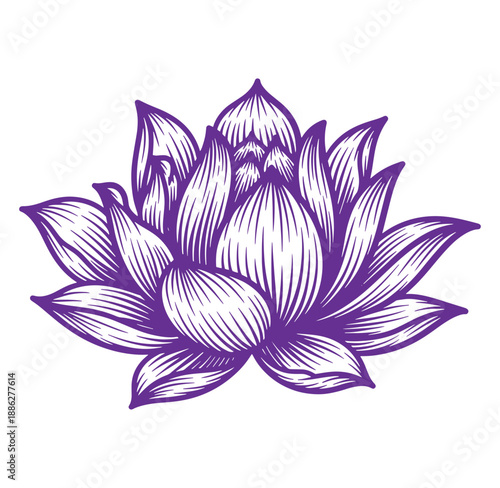 Purple lotus flower illustration with white center and detailed petals