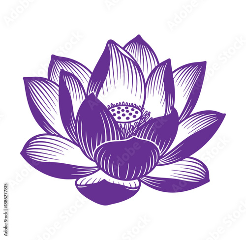 Purple lotus flower illustration with detailed petals and stamens in a classic style