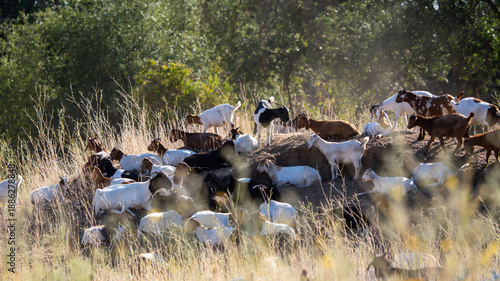 Billede på lærred grazing goats