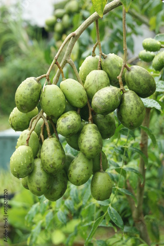 Grappe de prunes de cythère - évi