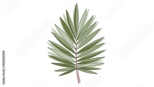 Palm Leaf Isolated on White Background.