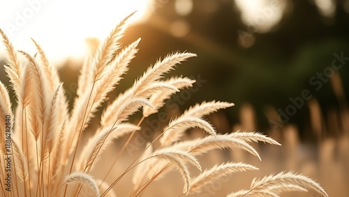 feathery. Boho-inspired pampas grass in soft beige tones, bathed in warm golden hour light against a blurred backdrop. gardening catalogs.