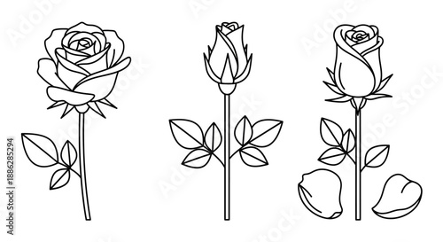 Elegant black and white line art of roses, featuring a bud, a blooming flower, and a blossoming rose with fallen petals, ideal for clean floral design elements