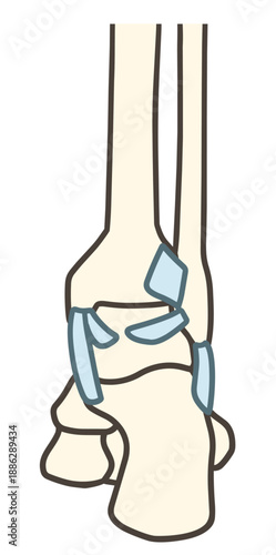 足関節の後面と靱帯