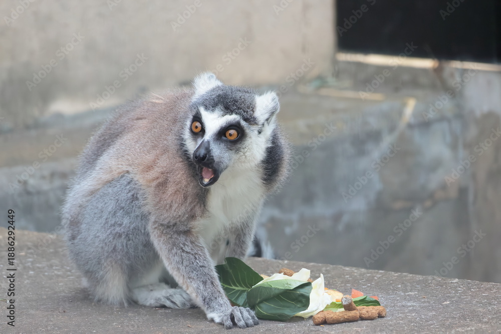 Fototapeta premium ワオキツネザル