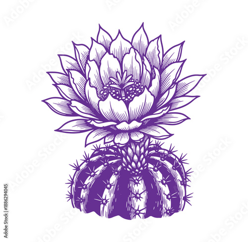 Purple cactus with a large flower on top  illustration of a prickly plant with a blooming flower