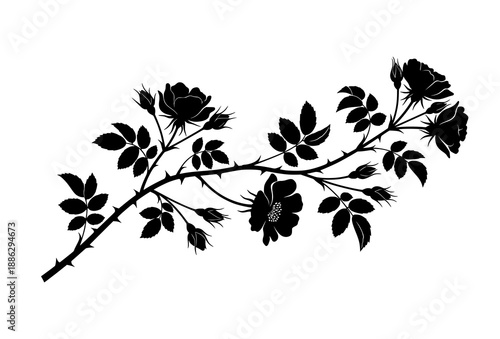 Wild rose branch silhouettes with buds and leaves isolated on white background botanical vector