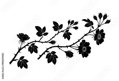 Wild rose branch silhouettes with buds and leaves isolated on white background botanical vector